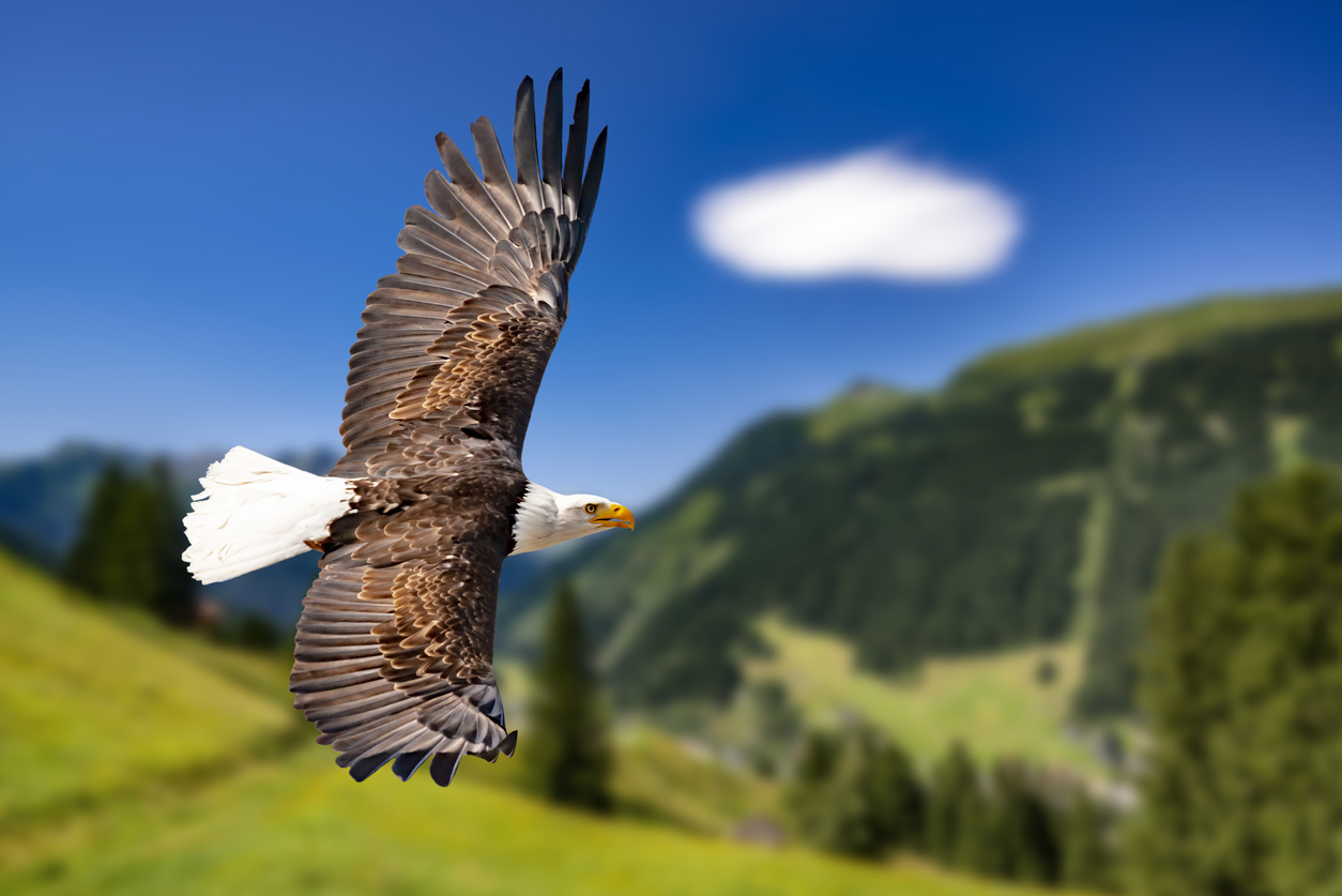 Featured Image