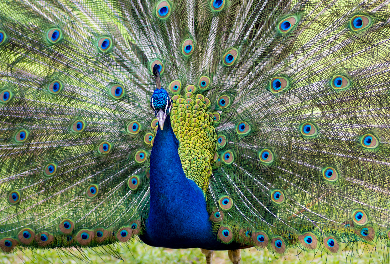 Featured Image